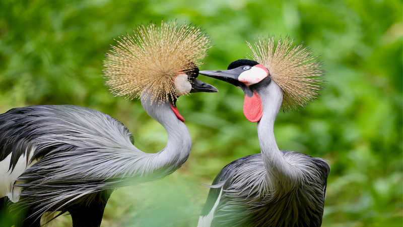 Uganda — Jos' Hansen